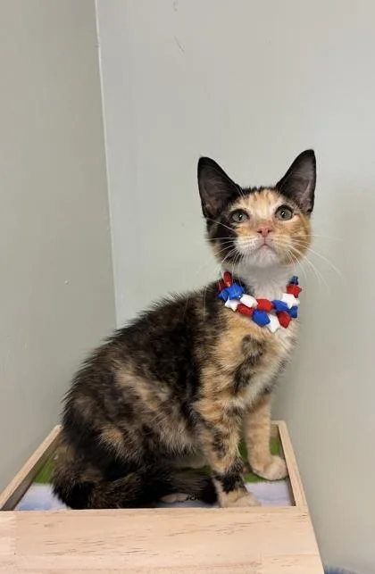 A baby medium-sized female Domestic Short Hair cat named Sprinkle for adoption in Picayune, MS