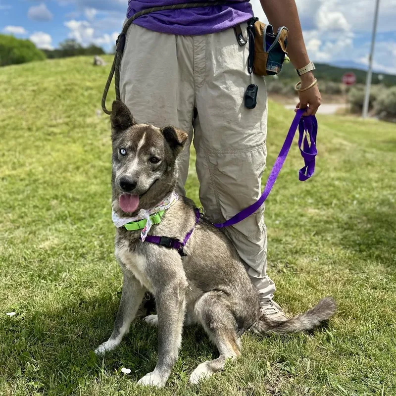 An adult medium-sized female Brown / Chocolate Mixed Breed dog named Birch for adoption in Glenwood Springs, CO