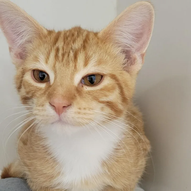 A baby medium-sized male Orange / Red Domestic Short Hair cat named Oyster for adoption in Wheeling, IL