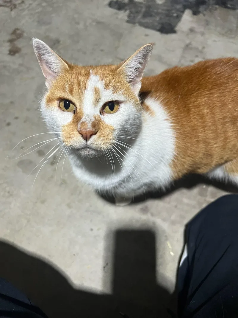 An adult large-sized female Domestic Short Hair cat named Pumpkin for adoption in Plano, TX