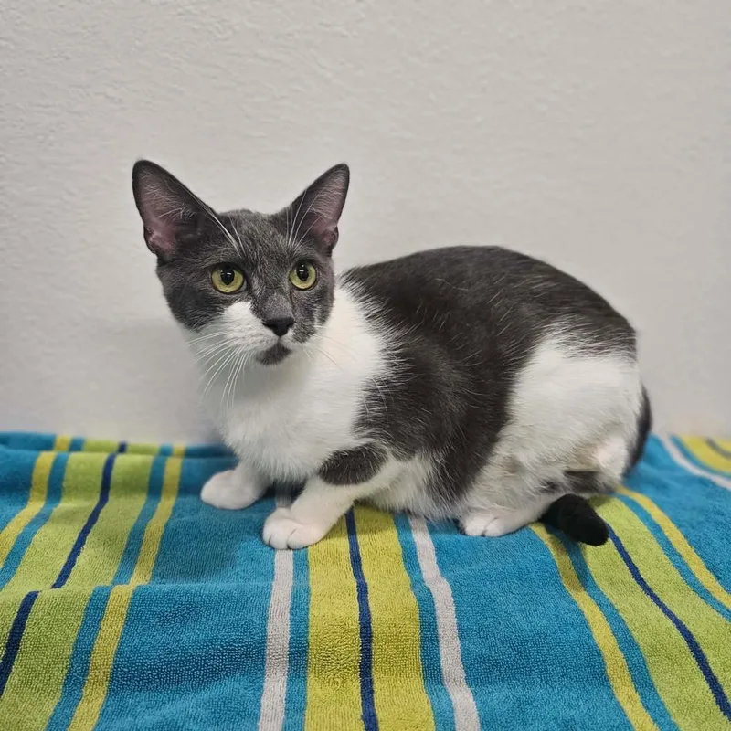 An adult medium-sized female Gray & White Domestic Short Hair cat named Nova for adoption in Spokane , WA