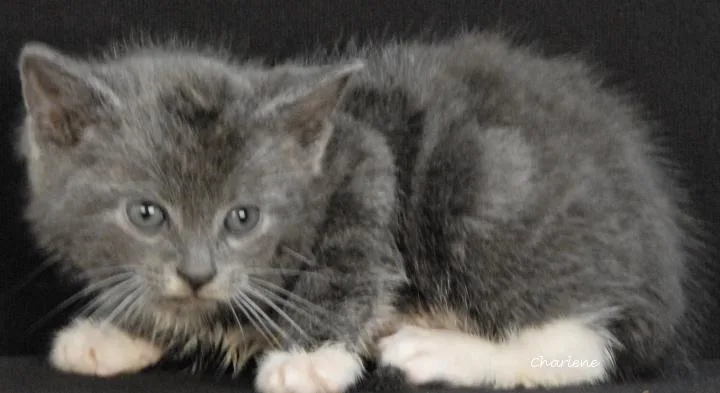 A baby medium-sized male Gray & White Domestic Short Hair cat named Neverland for adoption in Newland, NC