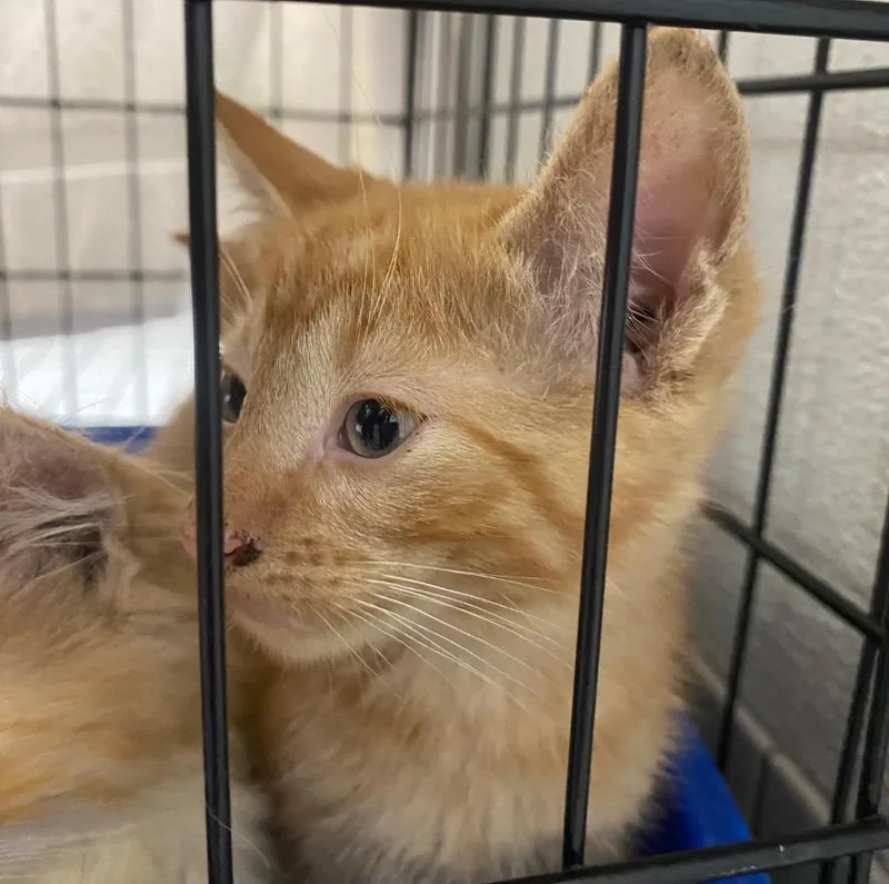 A baby medium-sized male Domestic Short Hair cat named Domtastic for adoption in Fall River, MA