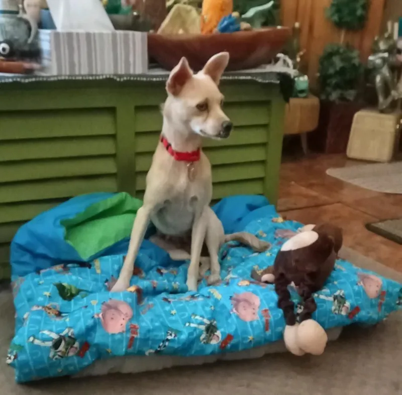 An adult medium-sized female White / Cream Mixed Breed dog named Fifa for adoption in Spokane, WA