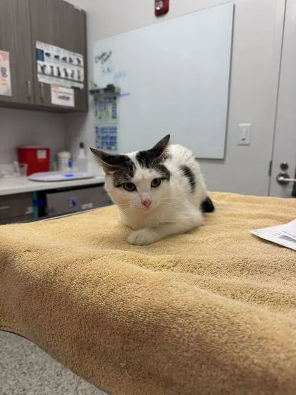 A young medium-sized female White Domestic Short Hair cat named Jessica! for adoption in Kansas City, MO