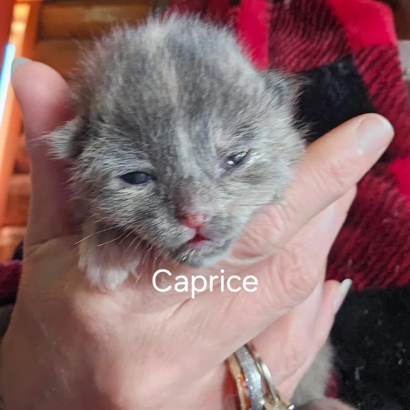 Caprice thumbnail 4