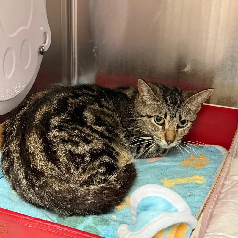 An adult medium-sized female Brown / Chocolate Domestic Short Hair cat named Mira for adoption in Westminster, CA