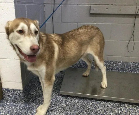 A young large-sized male Siberian Husky dog named A for adoption in Thousand Palms, CA