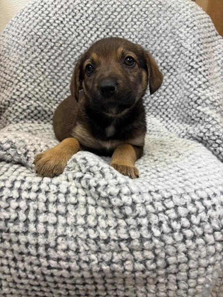 A baby medium-sized female Beagle dog named Coca for adoption in Clinton, SC
