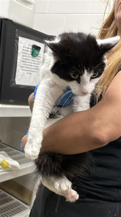 A young small-sized female Domestic Medium Hair cat named Sylvia for adoption in Derwood, MD