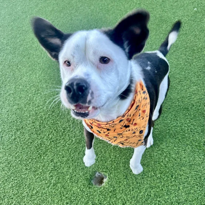 An adult medium-sized female White / Cream Mixed Breed dog named Luna for adoption in LOXAHATCHEE, FL