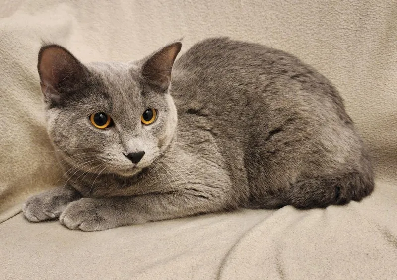 A young medium-sized male Domestic Short Hair cat named Dax for adoption in Superior, WI