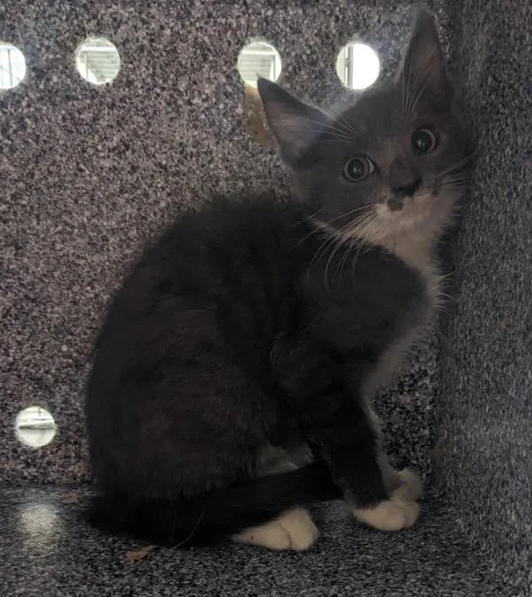 A baby small-sized female Domestic Short Hair cat named Lion for adoption in El Cajon, CA