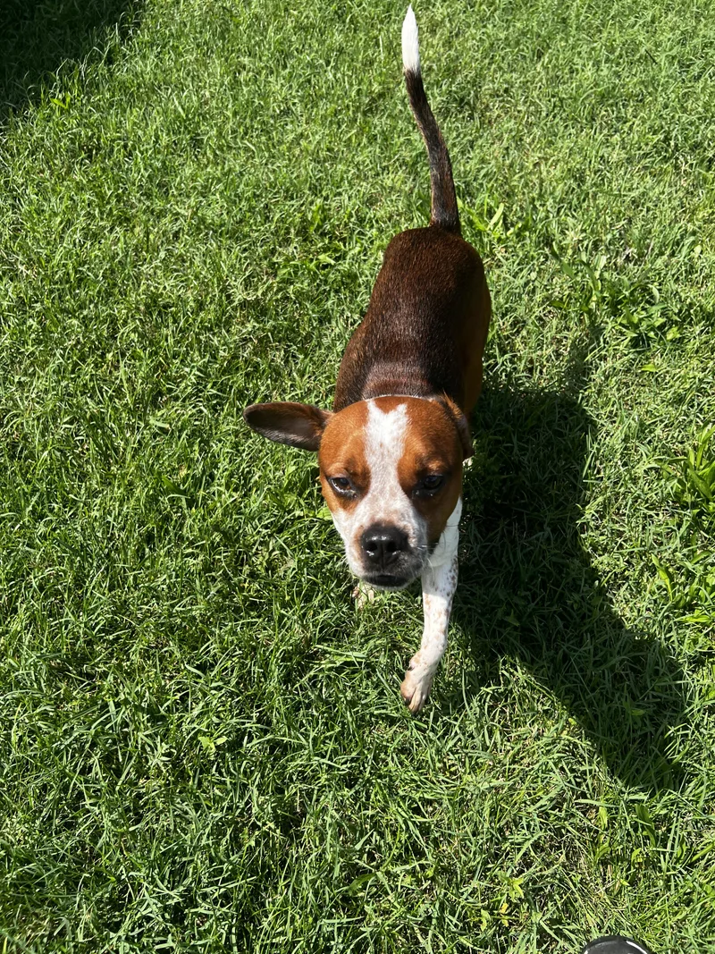 A young medium-sized male Bicolor Beagle dog named Tubbs for adoption in Lexington, KY