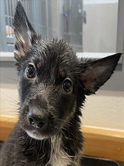 A baby small-sized female German Shepherd Dog dog named Petunia for adoption in Tracy, CA