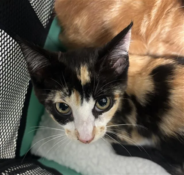 A baby medium-sized female Domestic Short Hair cat named Lucky for adoption in Dallas, TX