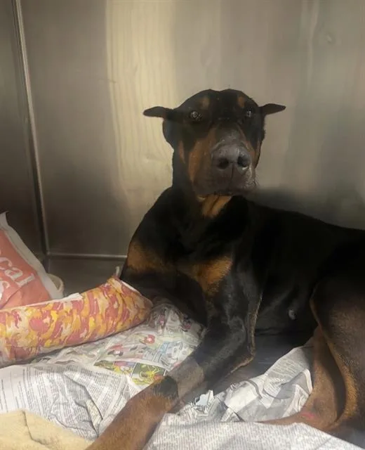 An adult medium-sized male Doberman Pinscher dog named Avocado for adoption in Riverside, CA