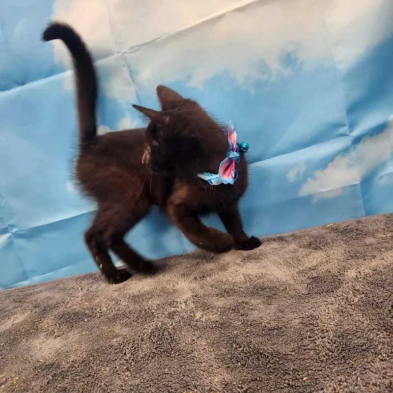 A baby medium-sized female Black Domestic Short Hair cat named Cirra for adoption in Hagerstown, MD