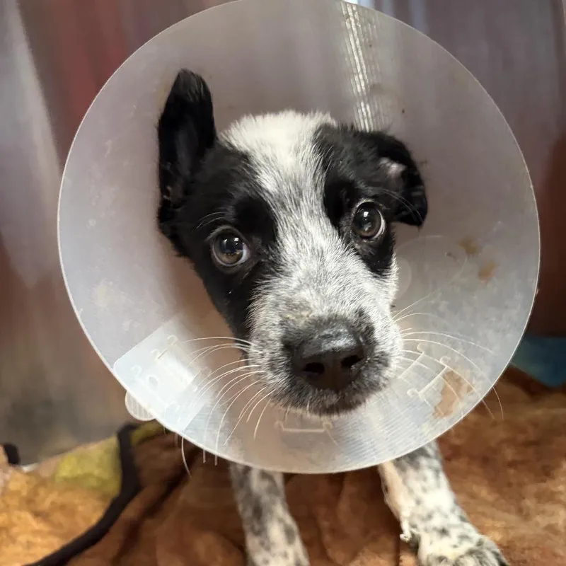 A baby medium-sized male Black Mixed Breed dog named Autumn for adoption in Leander, TX
