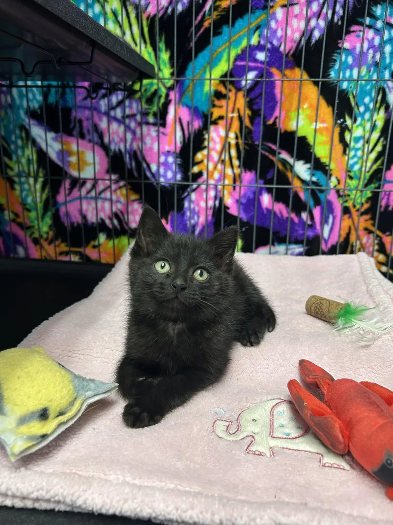 A baby medium-sized female Domestic Short Hair cat named Bucket for adoption in St. Clair, MI