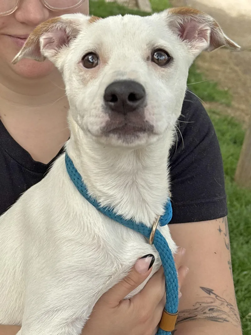 A baby medium-sized female White / Cream Australian Cattle Dog / Blue Heeler dog named Betty for adoption in Anderson, IN