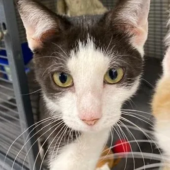 A young medium-sized female Black & White / Tuxedo Domestic Short Hair cat named Majik for adoption in Ocean Isle Beach, NC