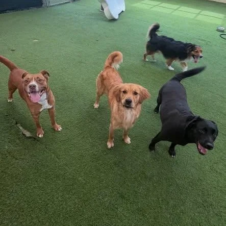 Lawrence thumbnail 3