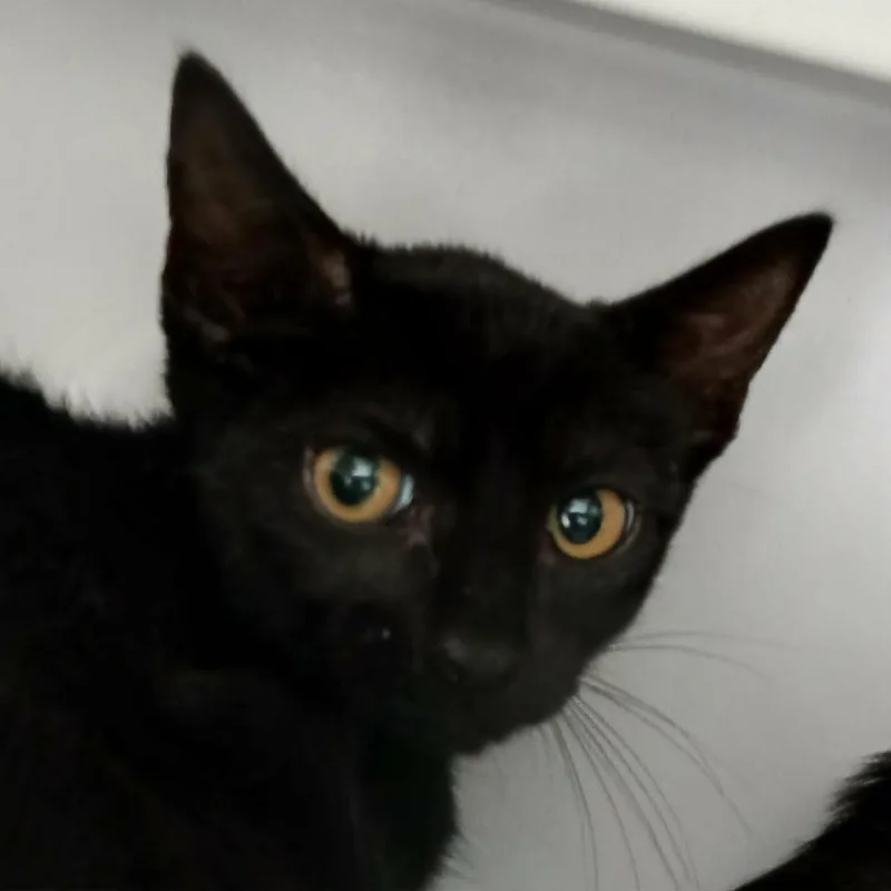 A baby small-sized female Black Domestic Short Hair cat named Rook for adoption in Las Cruces, NM