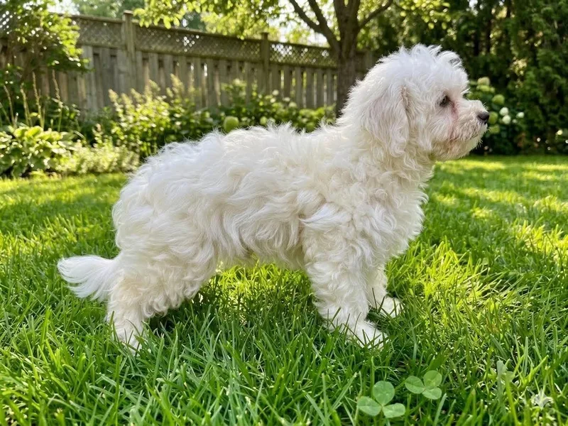 A baby small-sized male White / Cream Maltipoo dog named Milo for adoption in Wheelersburg, OH