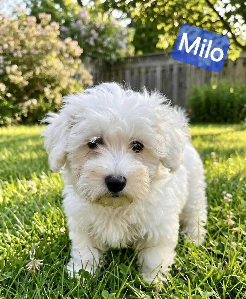 Milo thumbnail 2