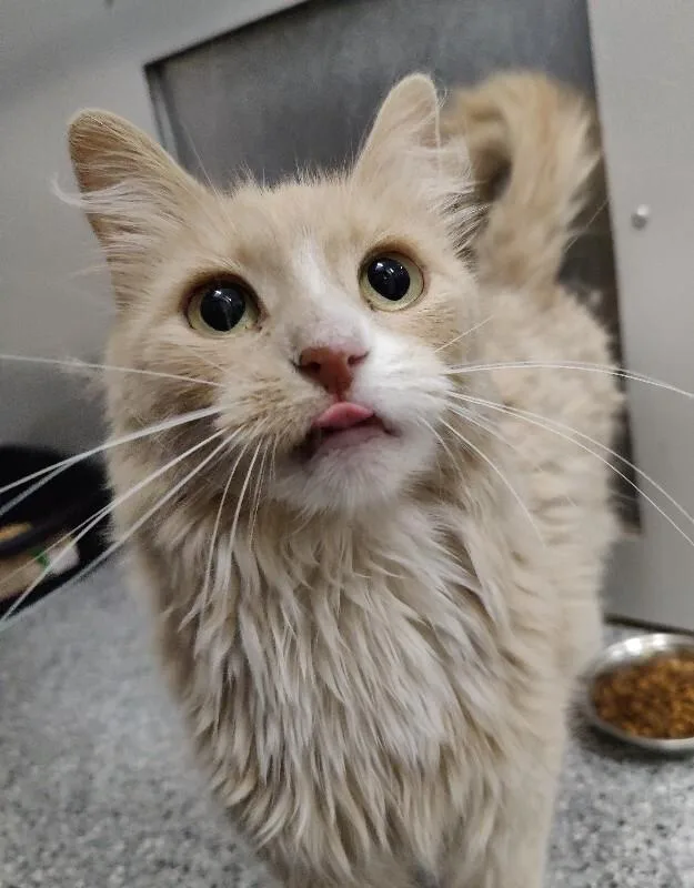 A senior large-sized male Orange / Red Domestic Long Hair cat named Ginger for adoption in Fruit Heights, UT