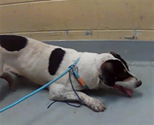 A young large-sized male Border Collie dog named Bigfoot for adoption in Tulsa, OK