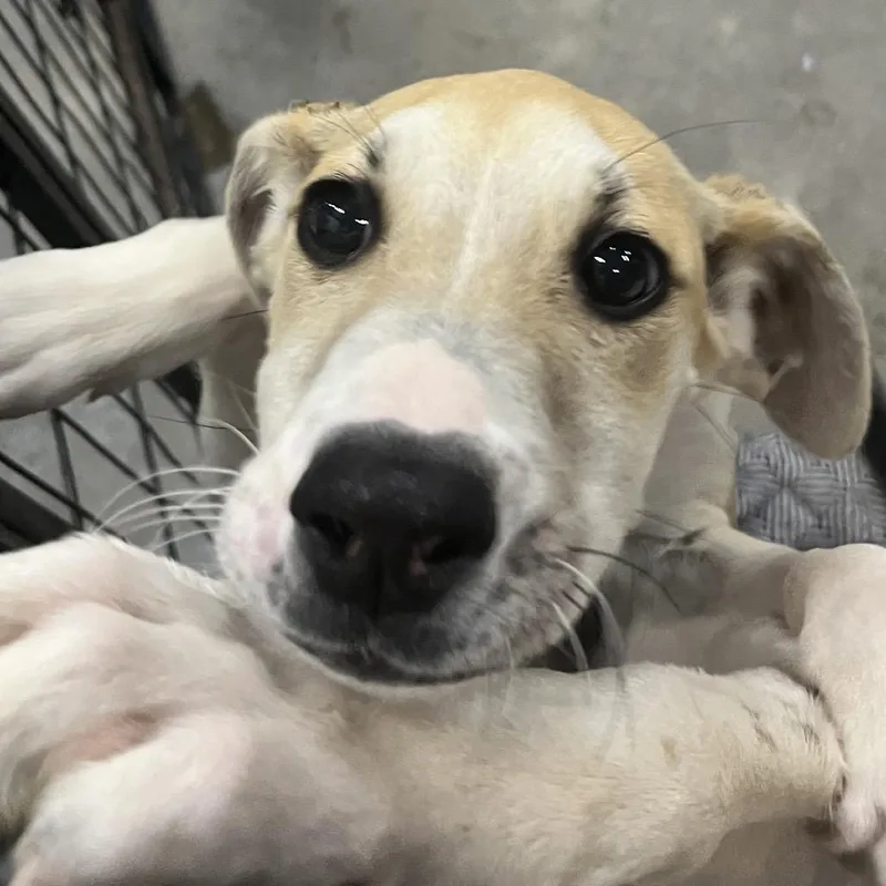 A baby small-sized female Yellow / Tan / Blond / Fawn Hound dog named Makenzie for adoption in Birmingham, AL
