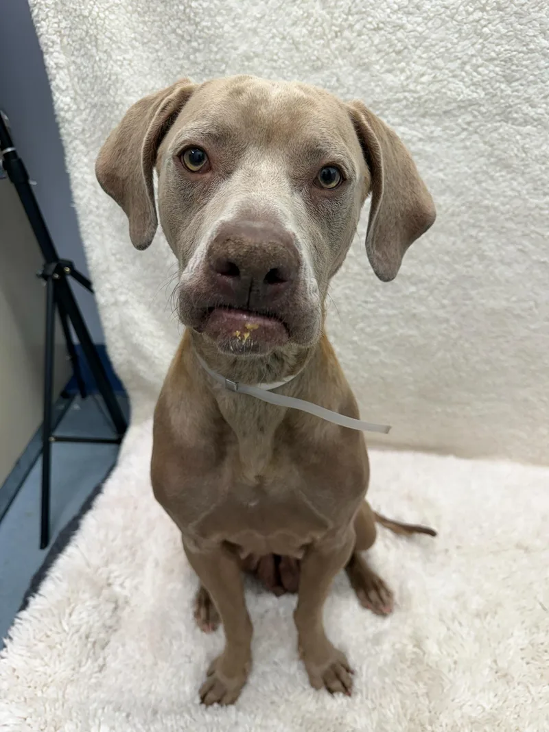 A young large-sized female Gray / Blue / Silver Weimaraner dog named Meadow Tag for adoption in Central Islip, NY