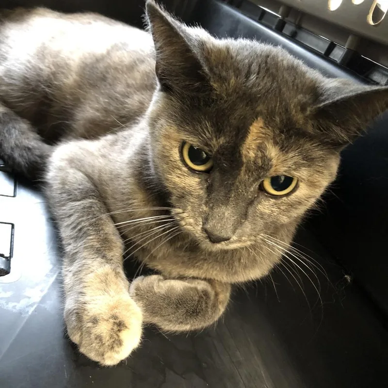 An adult medium-sized female Tortoiseshell Domestic Short Hair cat named Patrice for adoption in Oak Park, IL