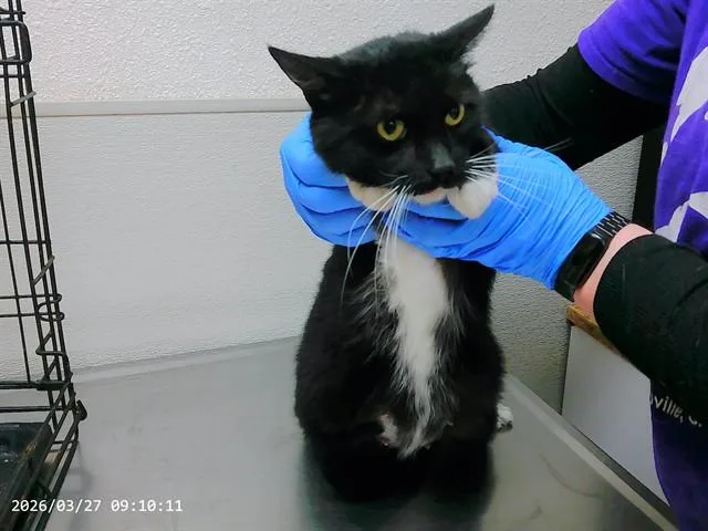 An adult small-sized female Domestic Short Hair cat named Chanel for adoption in Oroville, CA