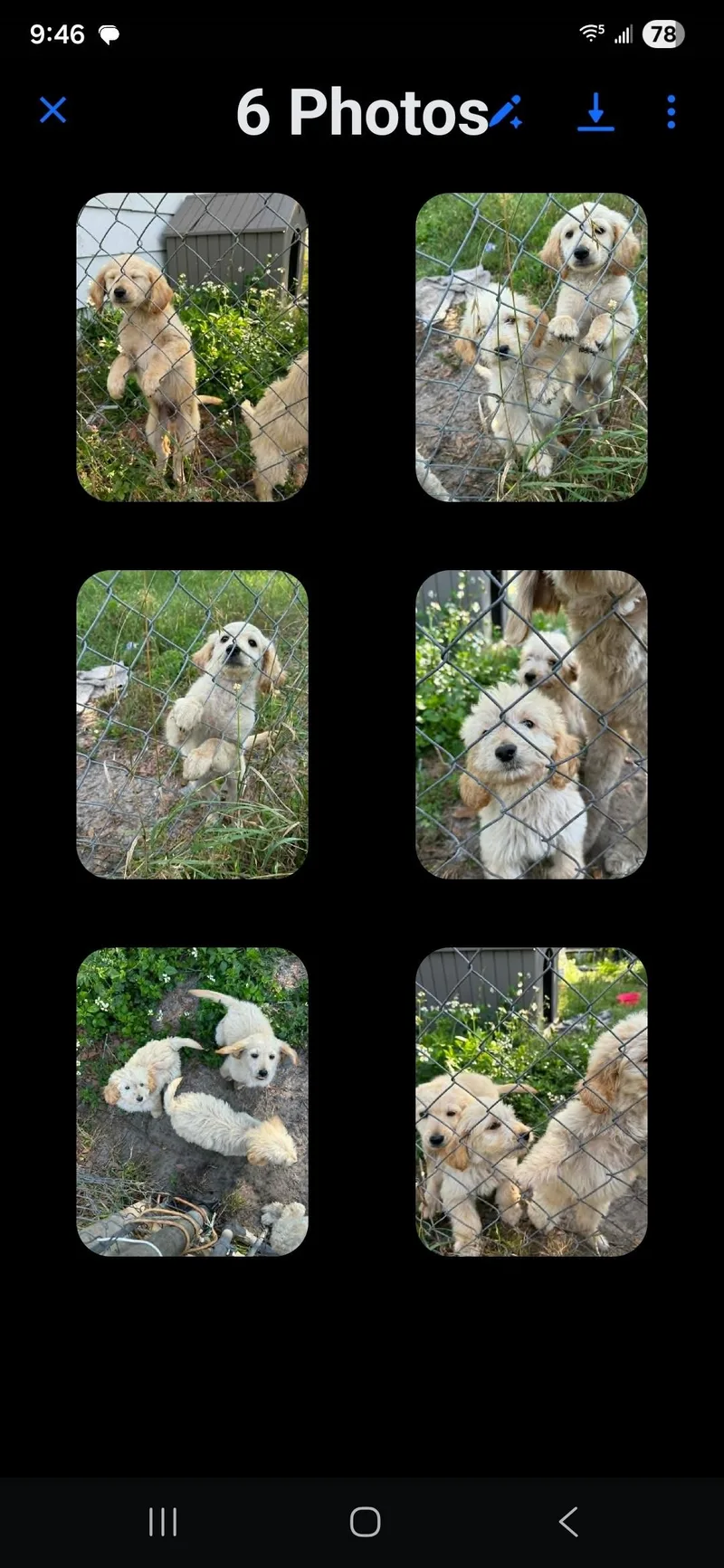 A baby medium-sized male Goldendoodle dog named Doodle for adoption in Mary Esther, FL