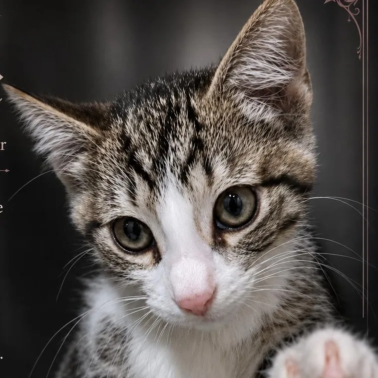 A baby medium-sized male White Domestic Short Hair cat named Kaname for adoption in Quincy, OH