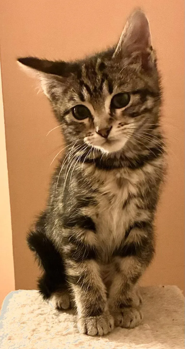 A baby medium-sized female Domestic Short Hair cat named Agnes for adoption in Shawnee, KS
