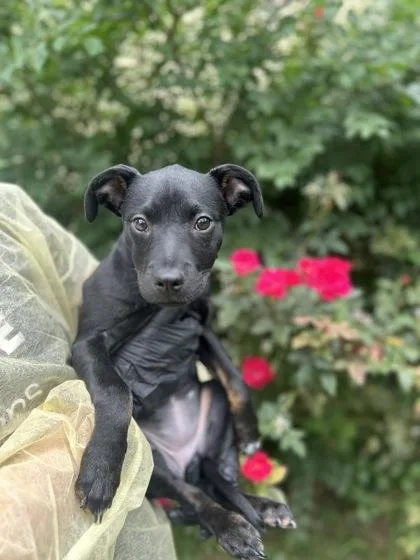 A young medium-sized female Black Labrador Retriever dog named Christie for adoption in Gulfport, MS