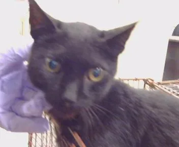 A senior medium-sized female Domestic Short Hair cat named Sheba for adoption in Sacramento, CA