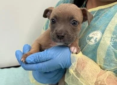 A baby large-sized male Brown / Chocolate Mixed Breed dog named Mayweather for adoption in New York, NY
