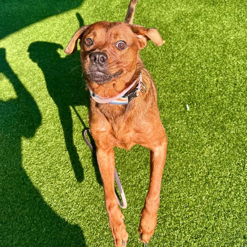 An adult medium-sized female Red / Chestnut / Orange Retriever dog named Triscuit for adoption in Evansville, IN