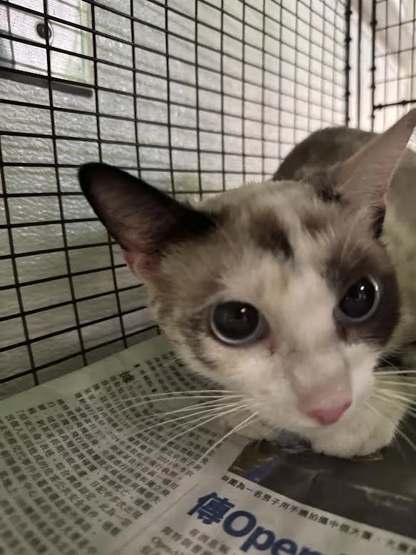 A young small-sized female Domestic Short Hair cat named Pinkie for adoption in Los Angeles, CA