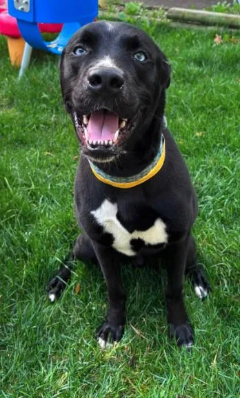 A young medium-sized male Labrador Retriever dog named ZZZzzz_Cubert_Courtesy for adoption in Utica, MI