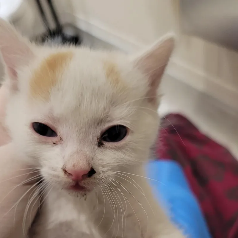 A baby small-sized male White Domestic Short Hair cat named Cookie for adoption in Reno, NV