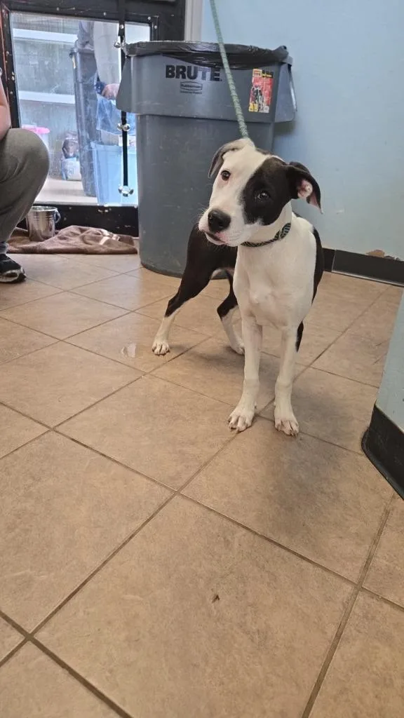 A young medium-sized female Pit Bull Terrier dog named Gertie for adoption in Marion, OH