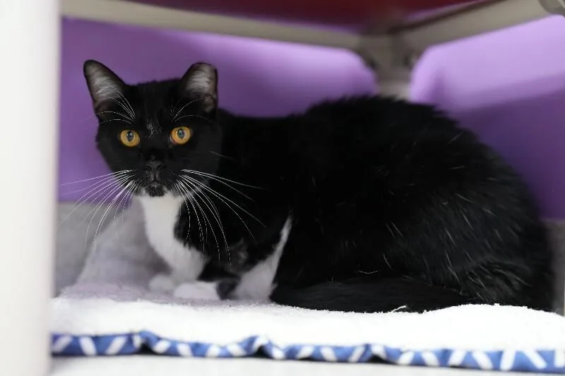 An adult medium-sized male Black & White / Tuxedo Domestic Short Hair cat named Ben for adoption in Marietta, GA