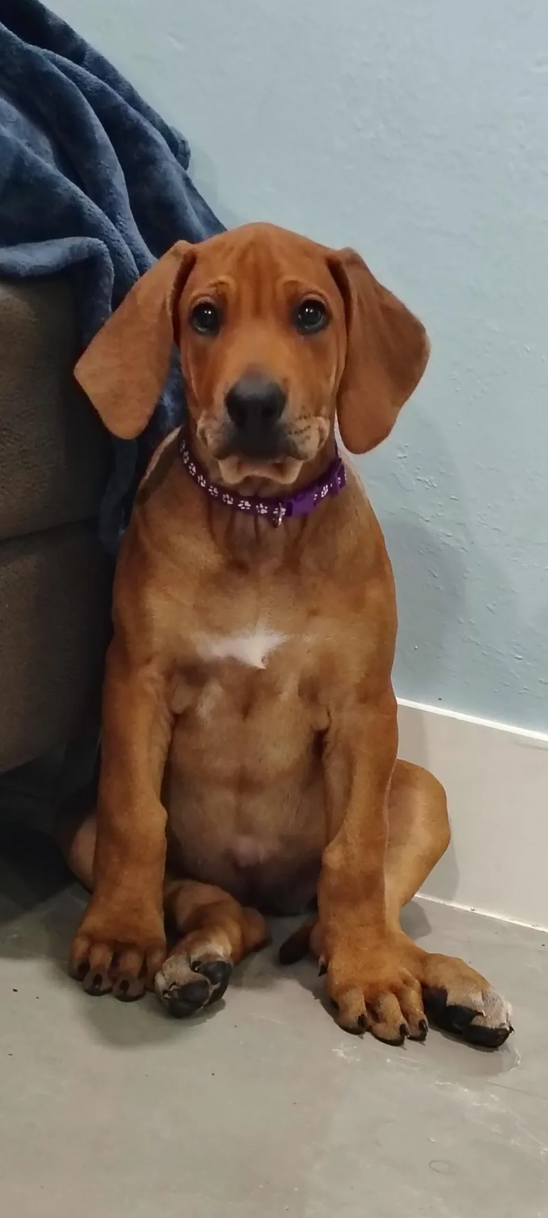 A baby large-sized female Bicolor Rhodesian Ridgeback dog named Ginny and Georgia for adoption in Cape Coral, FL