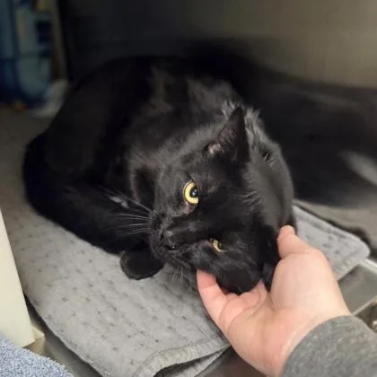 An adult medium-sized male Domestic Short Hair cat named Salami Sam for adoption in Westland, MI
